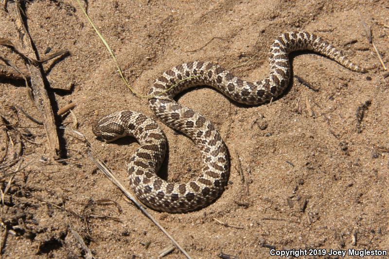 Plains Hog-nosed Snake (Heterodon nasicus)