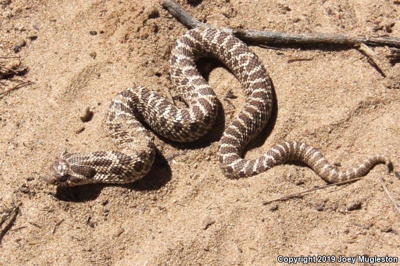 Plains Hog-nosed Snake (Heterodon nasicus)