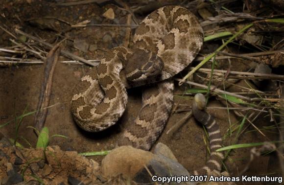 Southern Pacific Rattlesnake (Crotalus oreganus helleri)