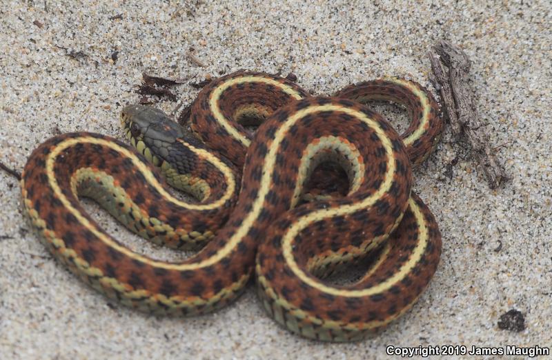 Coast Gartersnake (Thamnophis elegans terrestris)