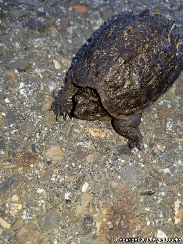 Eastern Snapping Turtle (Chelydra serpentina serpentina)