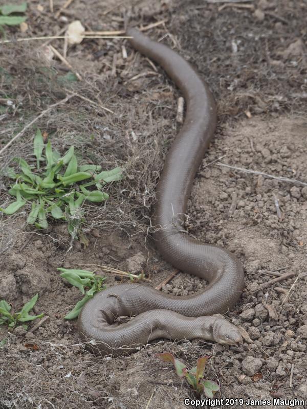 Northern Rubber Boa (Charina bottae)