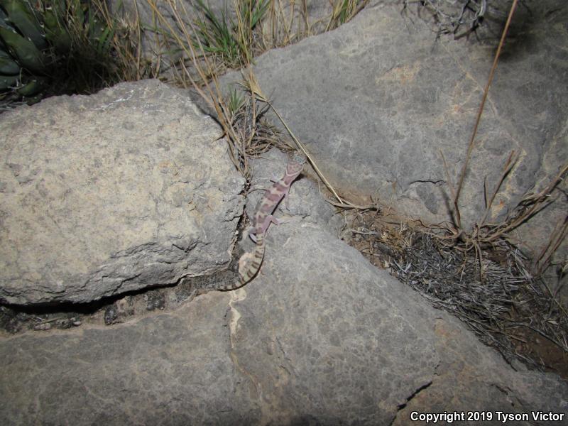 Utah Banded Gecko (Coleonyx variegatus utahensis)