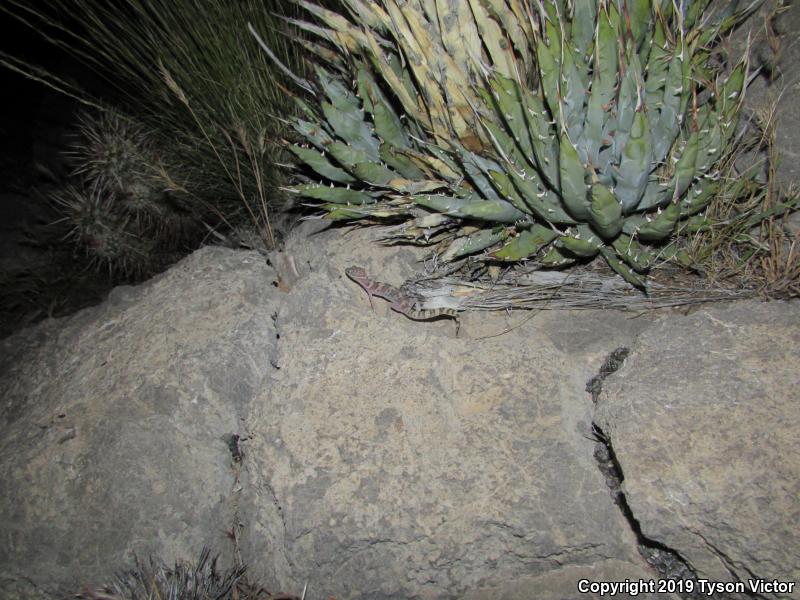 Utah Banded Gecko (Coleonyx variegatus utahensis)