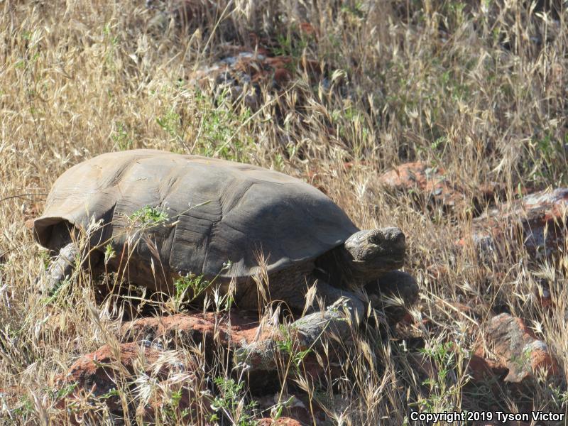 Desert Tortoise (Gopherus agassizii)