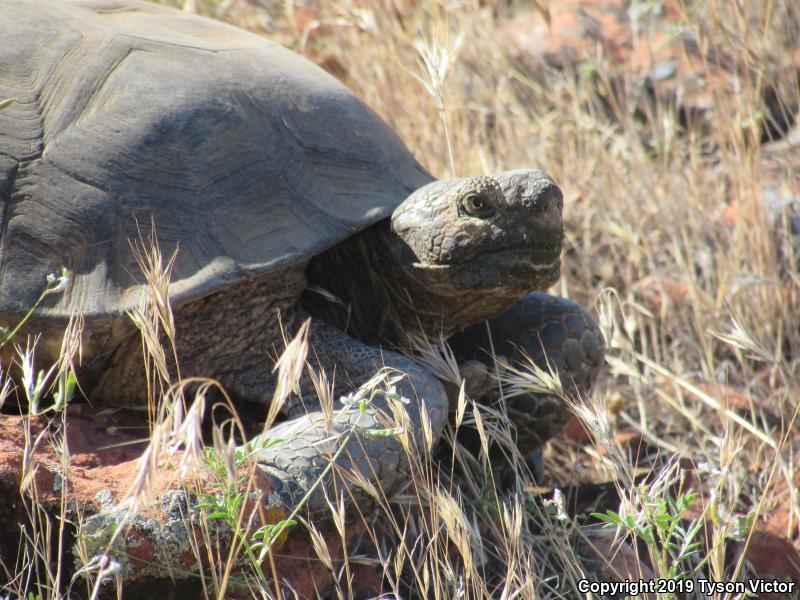 Desert Tortoise (Gopherus agassizii)