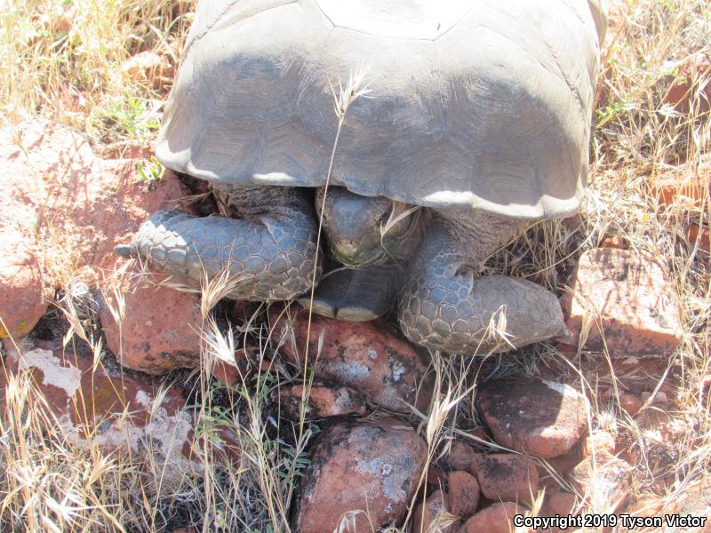 Desert Tortoise (Gopherus agassizii)