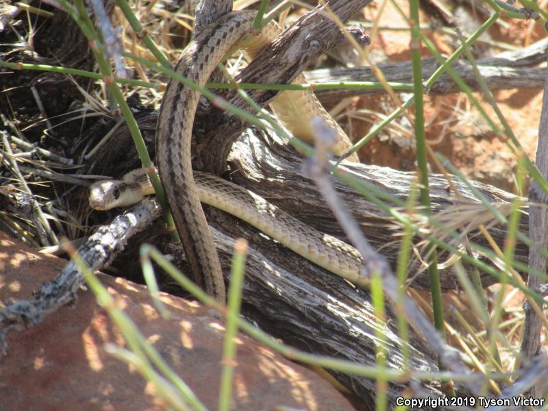 Mojave Patch-nosed Snake (Salvadora hexalepis mojavensis)