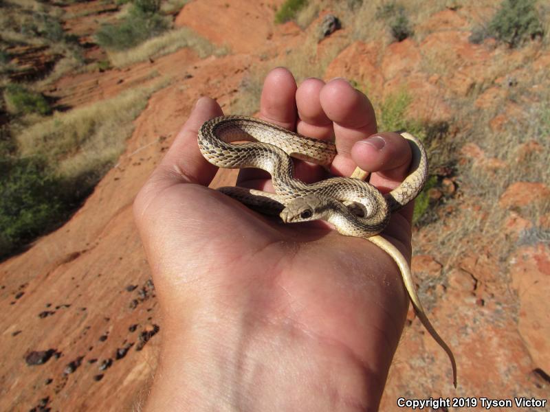 Mojave Patch-nosed Snake (Salvadora hexalepis mojavensis)