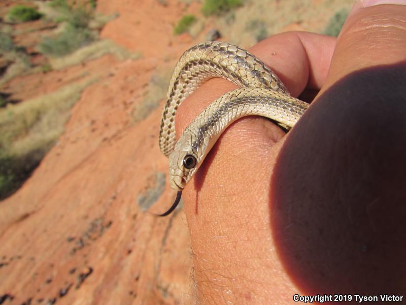 Mojave Patch-nosed Snake (Salvadora hexalepis mojavensis)