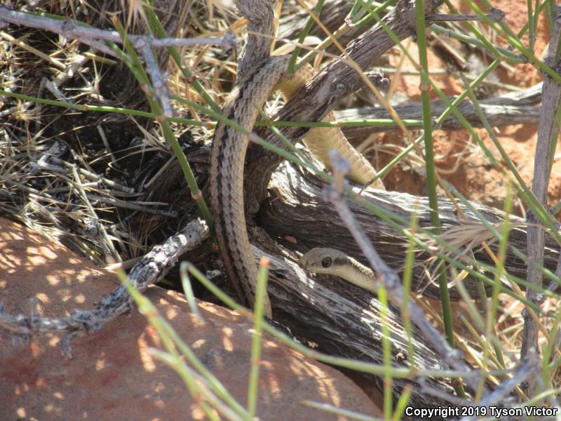 Mojave Patch-nosed Snake (Salvadora hexalepis mojavensis)