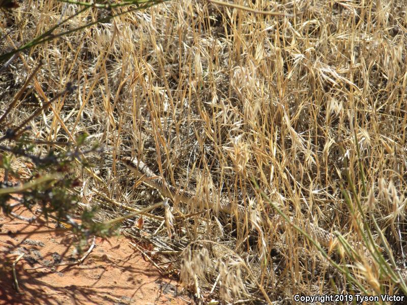 Mojave Patch-nosed Snake (Salvadora hexalepis mojavensis)