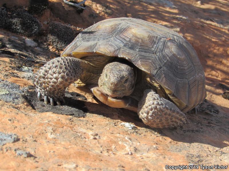 Desert Tortoise (Gopherus agassizii)