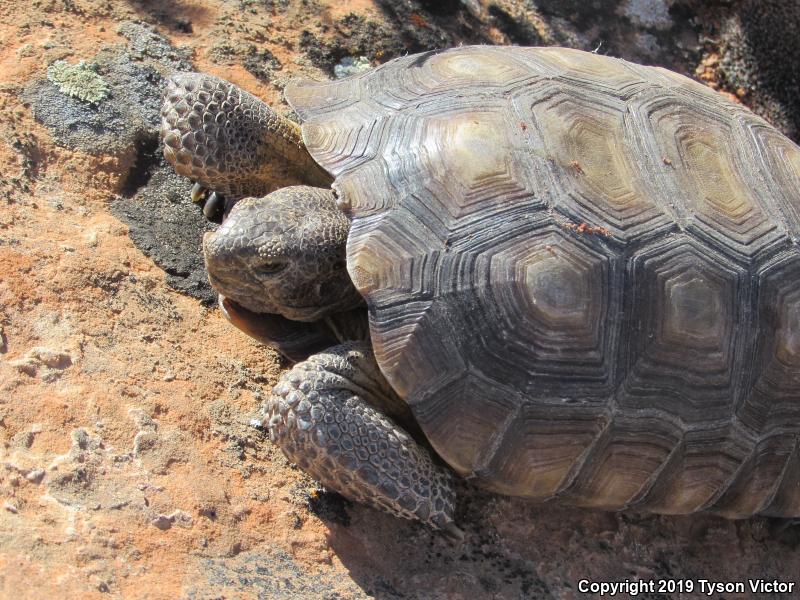 Desert Tortoise (Gopherus agassizii)