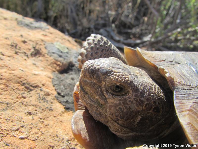 Desert Tortoise (Gopherus agassizii)