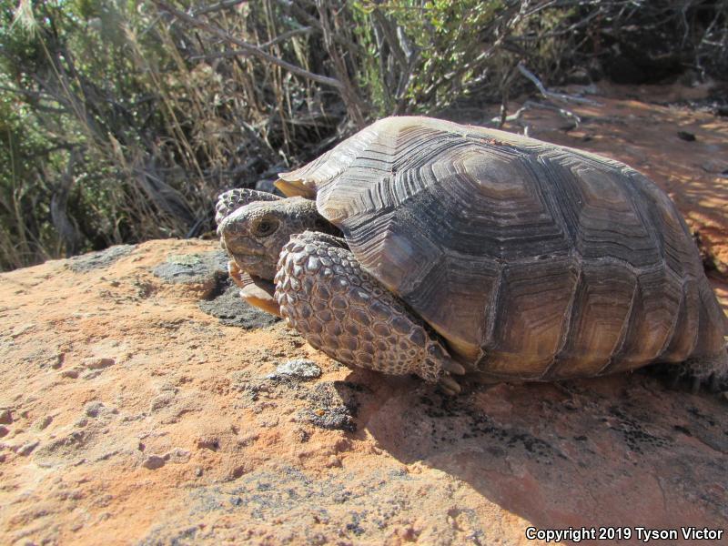 Desert Tortoise (Gopherus agassizii)