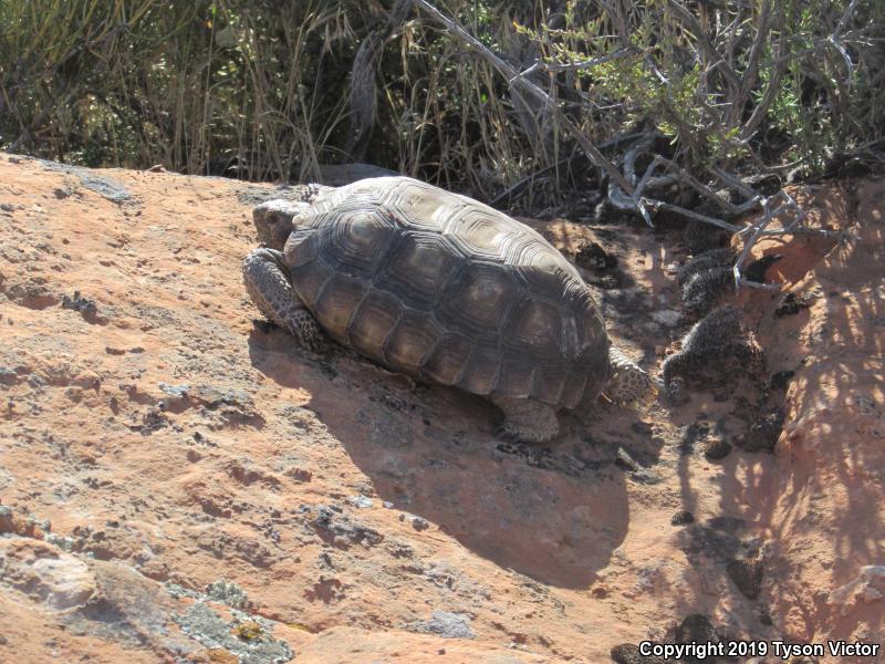 Desert Tortoise (Gopherus agassizii)