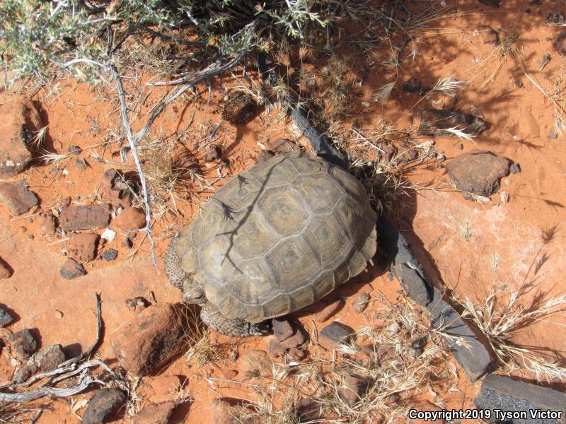 Desert Tortoise (Gopherus agassizii)