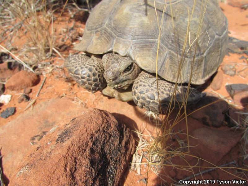 Desert Tortoise (Gopherus agassizii)