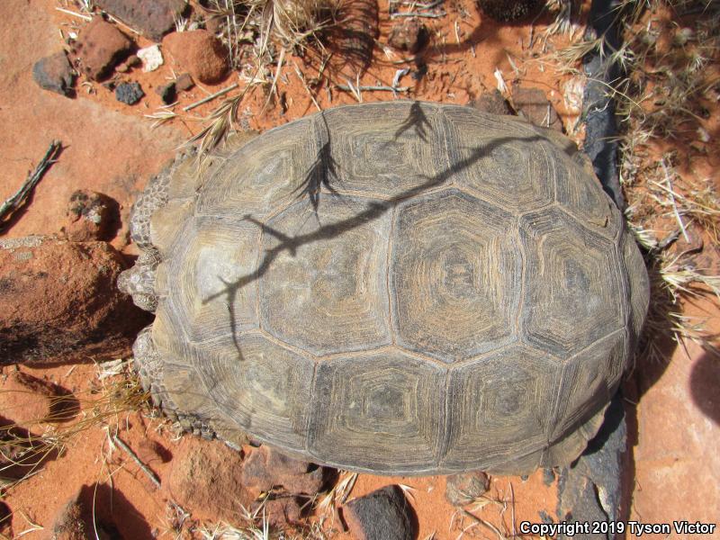 Desert Tortoise (Gopherus agassizii)