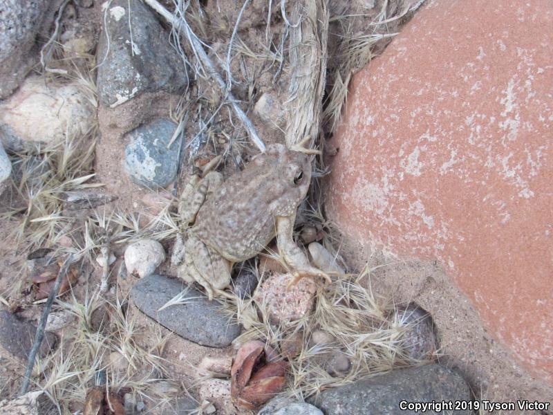 Arizona Toad (Anaxyrus microscaphus)