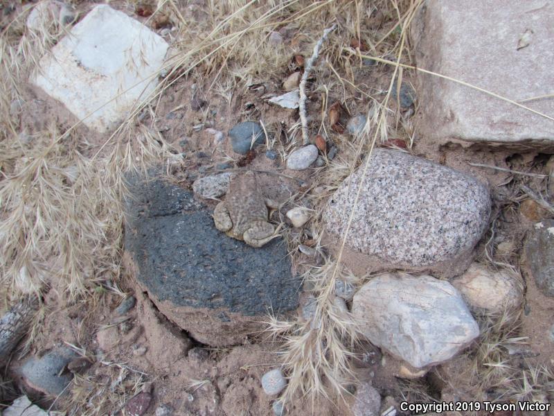 Arizona Toad (Anaxyrus microscaphus)