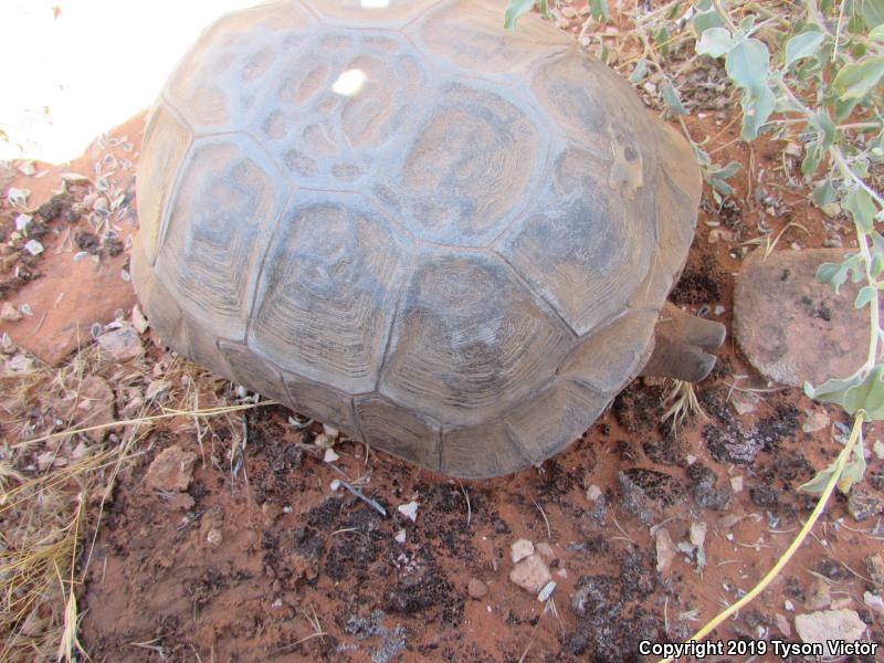 Desert Tortoise (Gopherus agassizii)