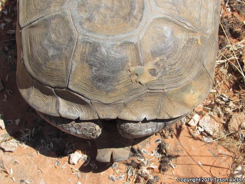 Desert Tortoise (Gopherus agassizii)