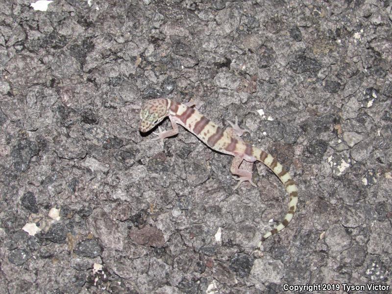 Utah Banded Gecko (Coleonyx variegatus utahensis)