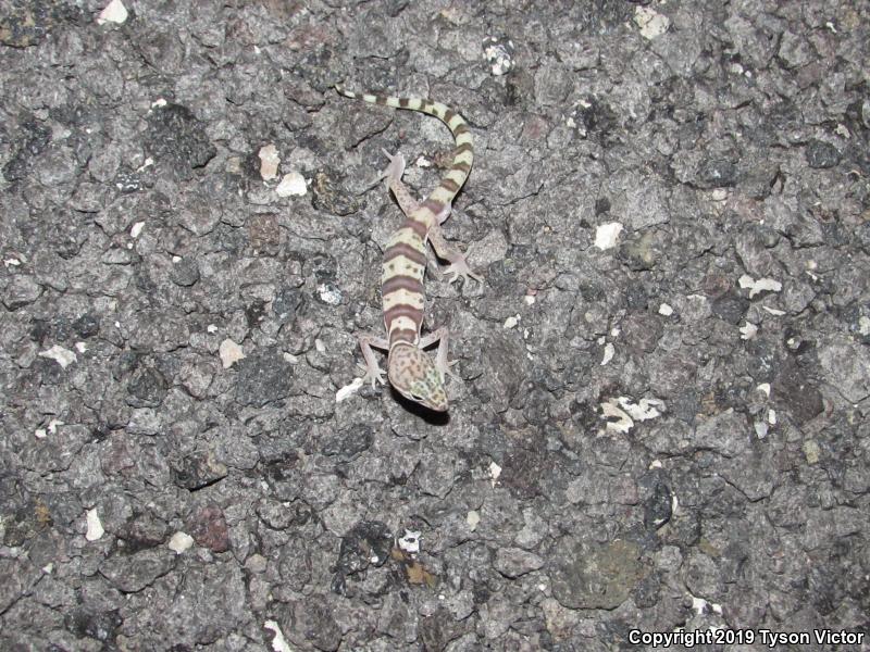 Utah Banded Gecko (Coleonyx variegatus utahensis)