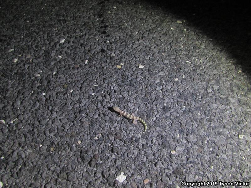 Utah Banded Gecko (Coleonyx variegatus utahensis)