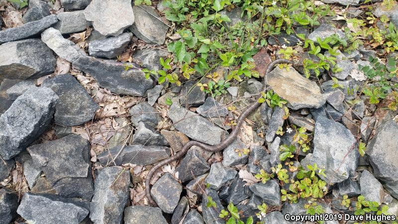 Eastern Milksnake (Lampropeltis triangulum triangulum)