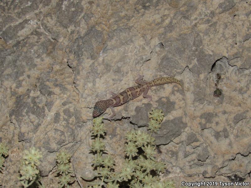 Utah Banded Gecko (Coleonyx variegatus utahensis)