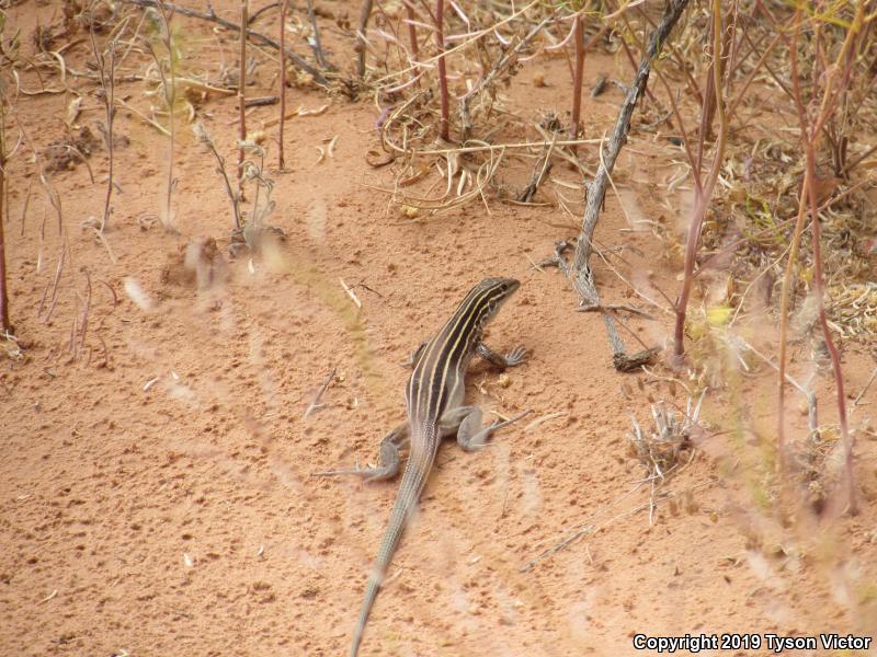 Plateau Striped Whiptail (Aspidoscelis velox)