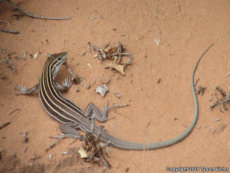 Plateau Striped Whiptail (Aspidoscelis velox)