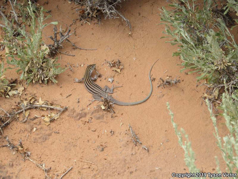 Plateau Striped Whiptail (Aspidoscelis velox)