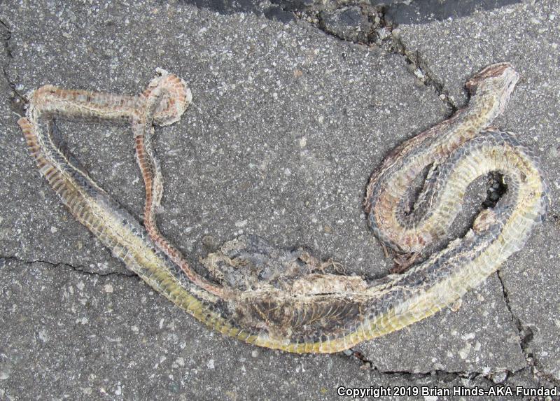 California Striped Racer (Coluber lateralis lateralis)