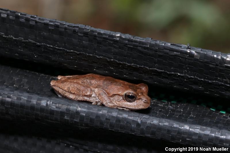 Pine Woods Treefrog (Hyla femoralis)