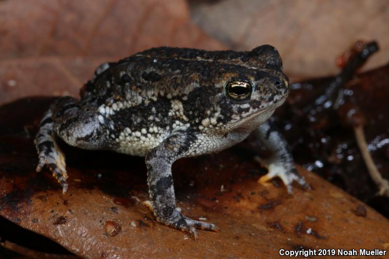 Oak Toad (Anaxyrus quercicus)