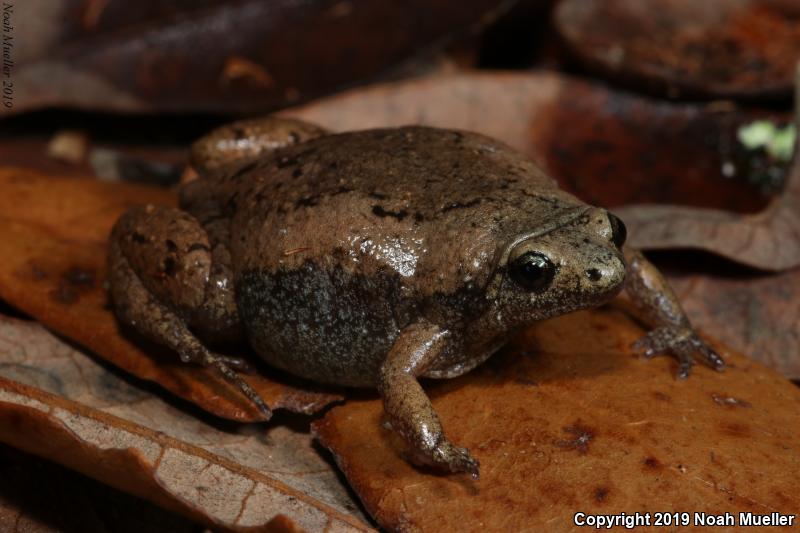 Eastern Narrow-mouthed Toad (Gastrophryne carolinensis)