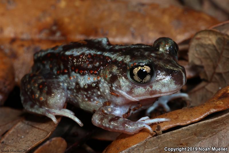 Eastern Spadefoot (Scaphiopus holbrookii)