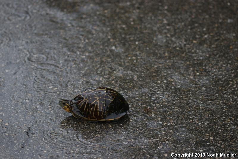 Florida Box Turtle (Terrapene carolina bauri)