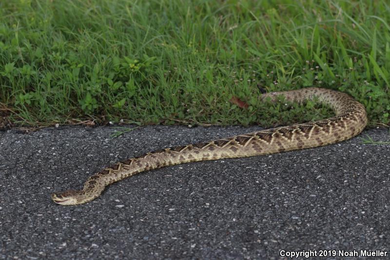 Eastern Diamond-backed Rattlesnake (Crotalus adamanteus)