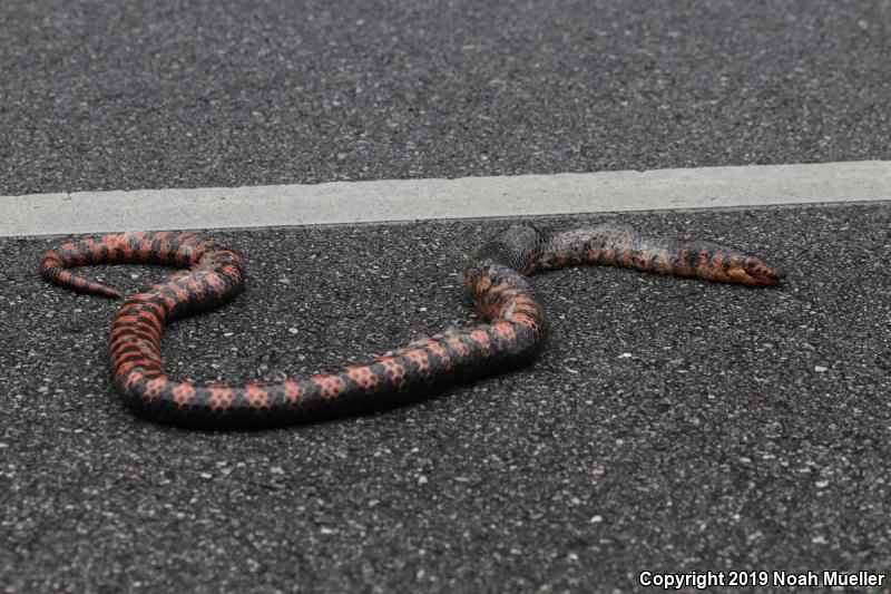 Eastern Mudsnake (Farancia abacura abacura)