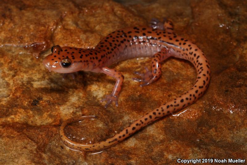 Cave Salamander (Eurycea lucifuga)