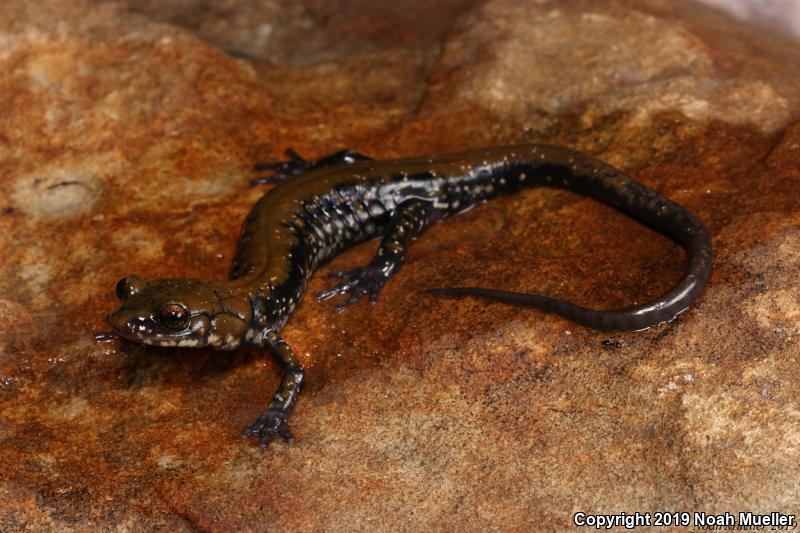 Pigeon Mountain Salamander (Plethodon petraeus)