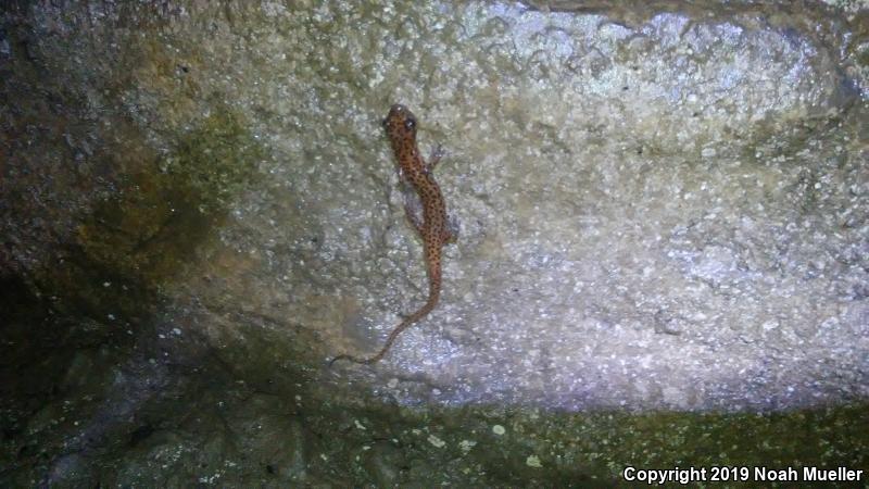 Cave Salamander (Eurycea lucifuga)