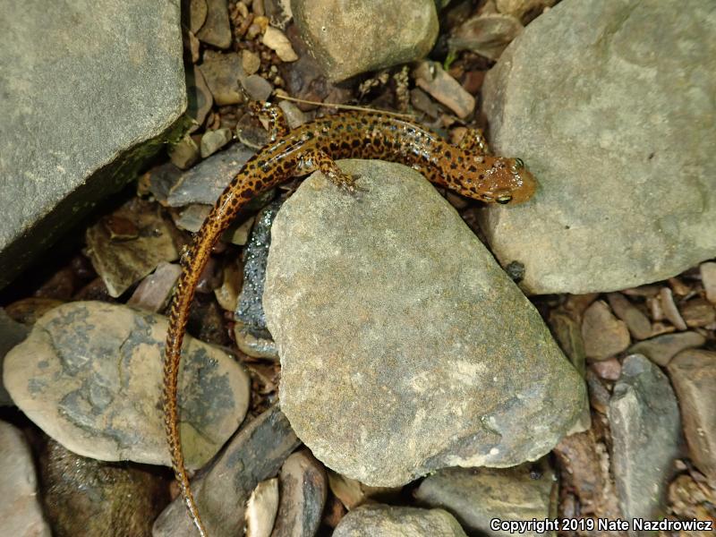 Long-tailed Salamander (Eurycea longicauda)