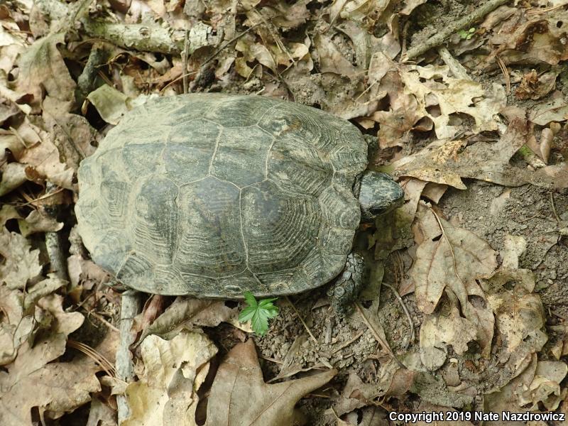 Wood Turtle (Glyptemys insculpta)