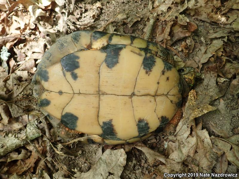 Wood Turtle (Glyptemys insculpta)